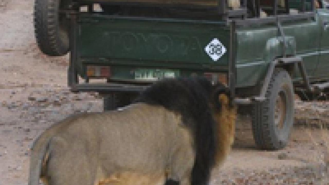 Michael Lyons won the 2008 Education Abroad Centers Aggies Abroad division with this photo, A Hairy Encounter. Voting is under way for this years winner.