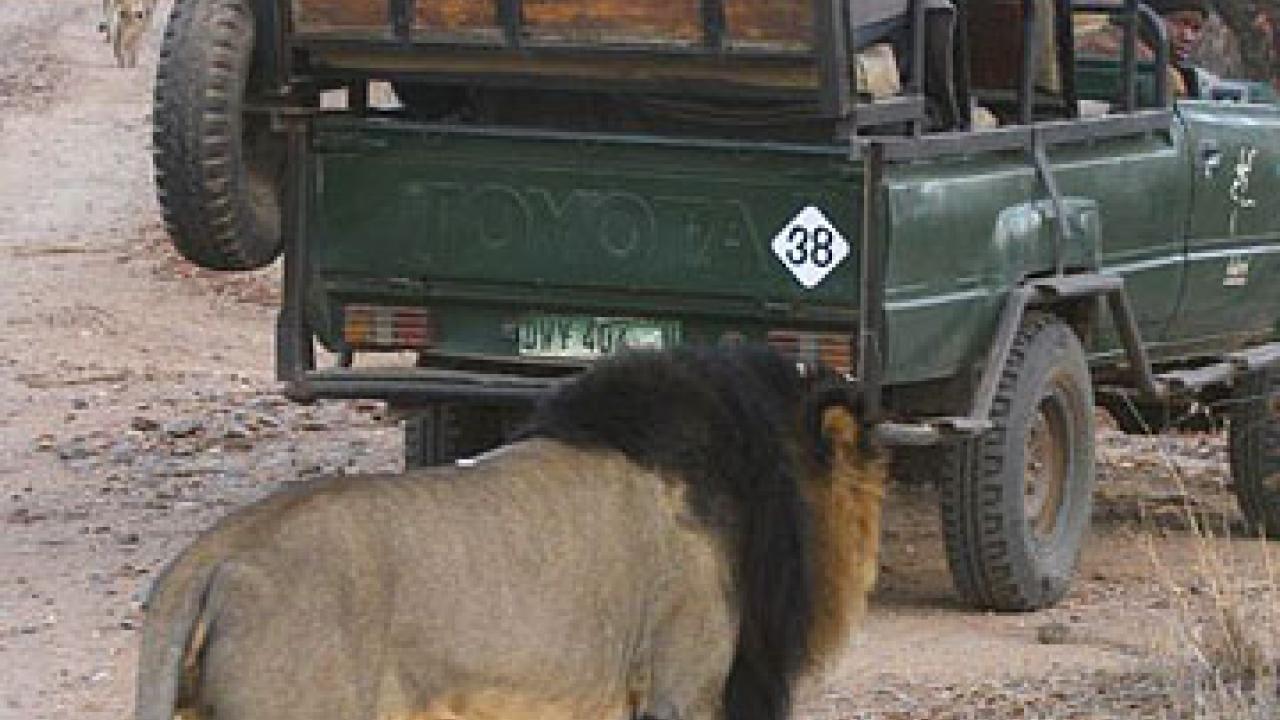Photo: Male lion approaching open truck with people
