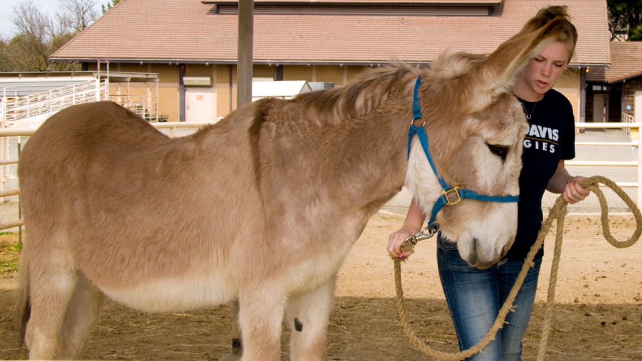 Photo: Jessica Ash with Action Jackson at barn.