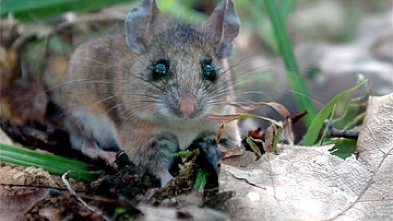 Photo: Mouse near leaf