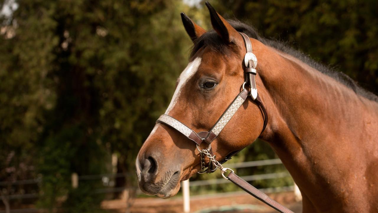 Al By Myself, a champion American quarter horse.