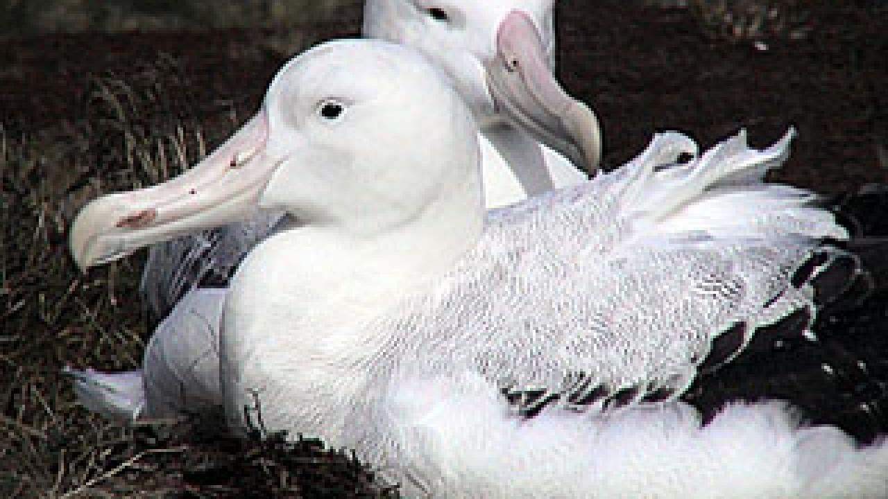 Photo: birds on grass