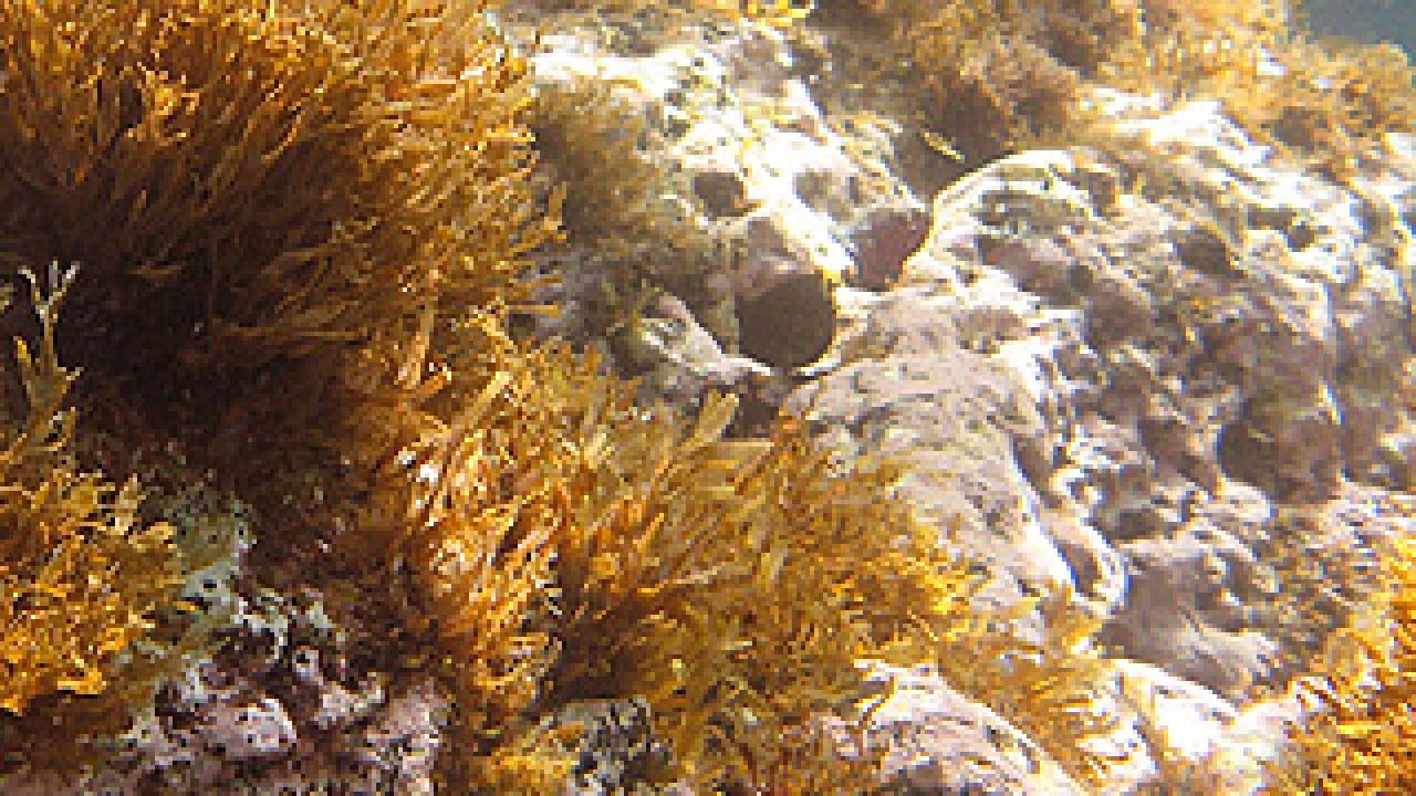 Ocean bottom showing algae on rocks