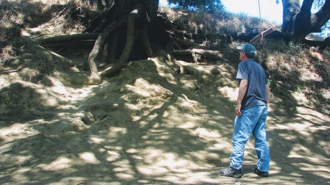 Man stands at base of tree along creek assessing erosion to the creekbank.