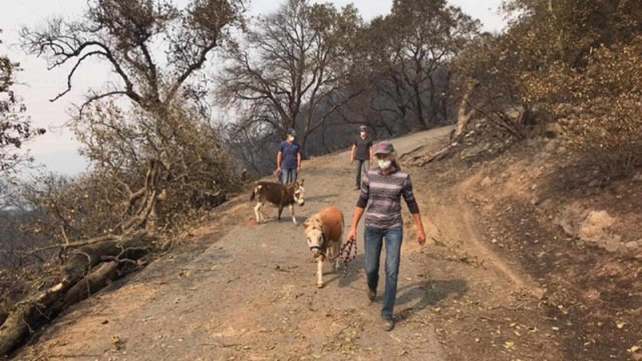 Animal rescue in fire zone