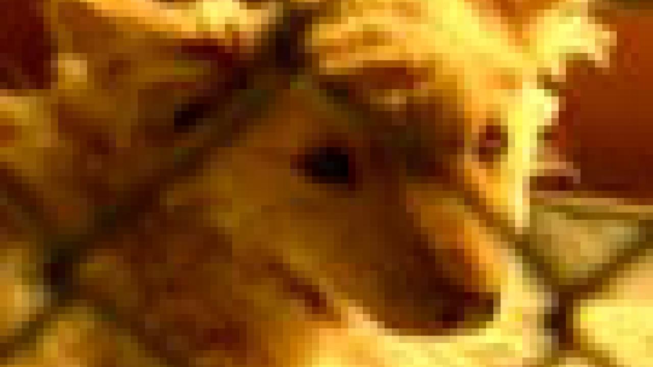 Photo: closeup of dog in cage