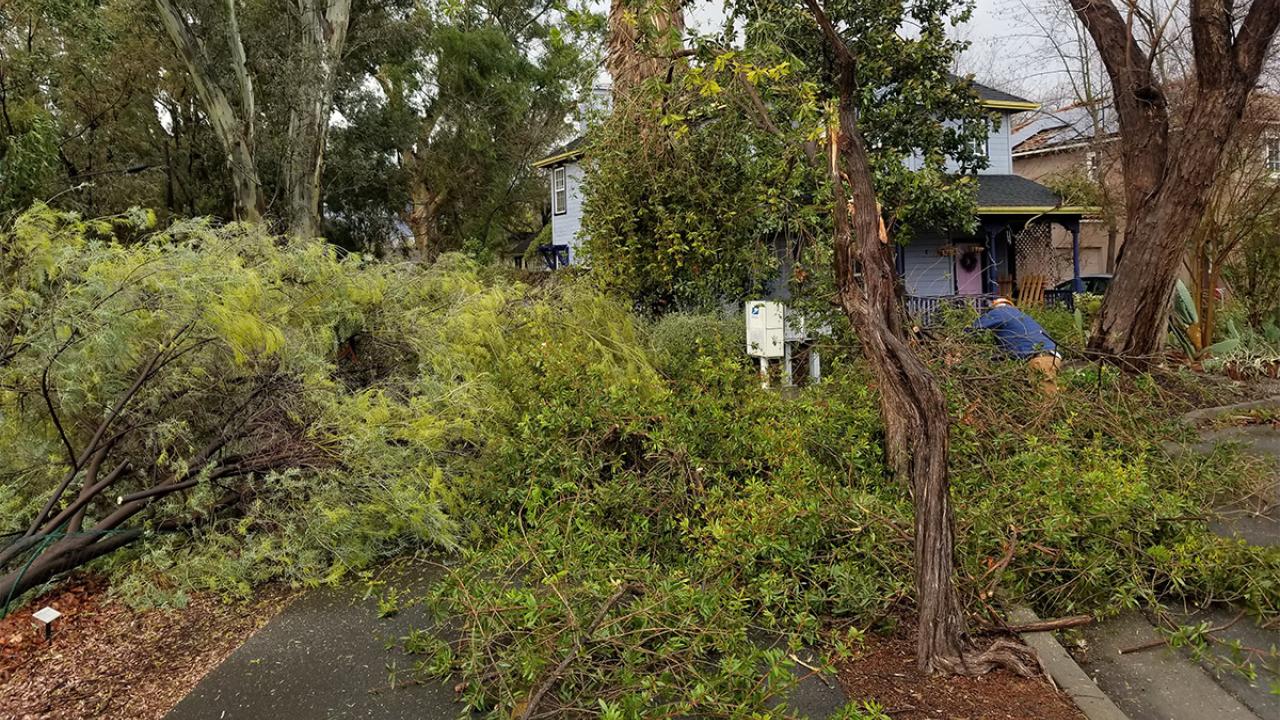 Down tree branches on bike path.