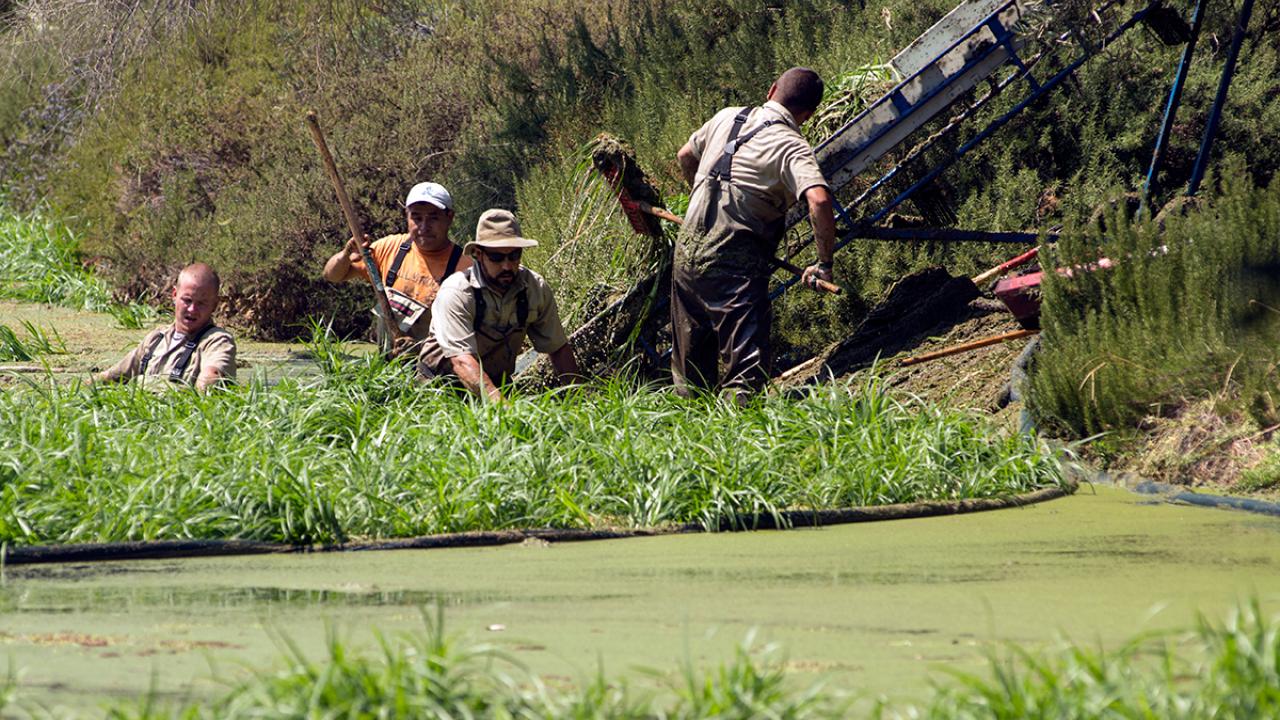 Workers remove duckweed from the arboretum.