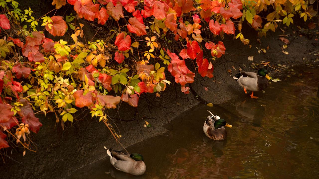 Ducks on water, under red foliage