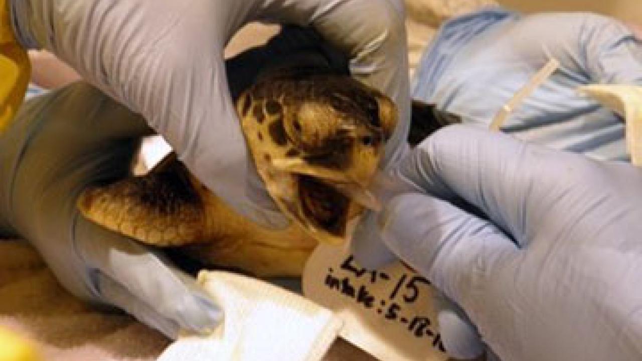 Photo: Baby Kemp's ridley gets mouth washed out