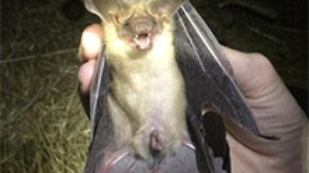 bat held by a hand