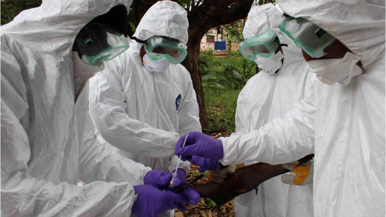 Scientists in protective white suits swab bat for disease surveillance.
