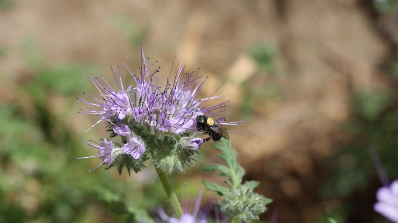 bee on flower