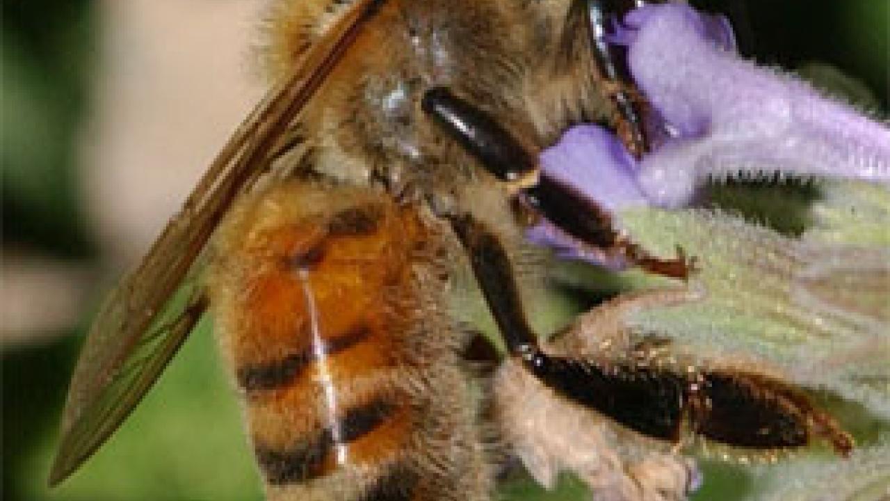 Photo: Honey bee collecting nectar from a flower