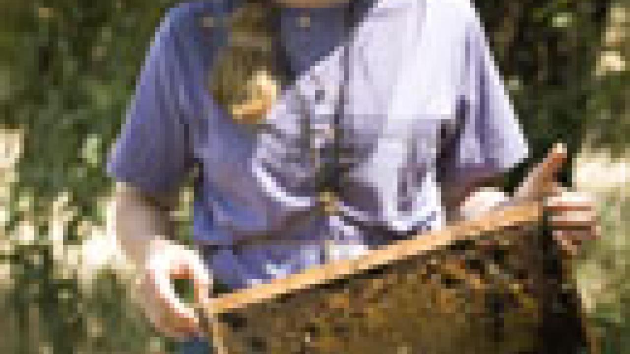 Bee scientist Sue Cobey says &lsquo;colony collapse is a complex problem.&rsquo;