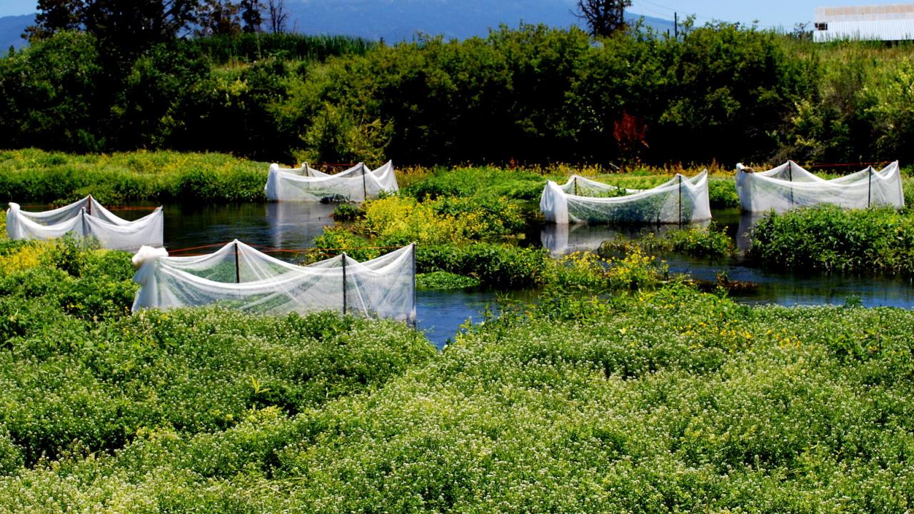 Fish enclosures at study site with Mount Shasta in background.
