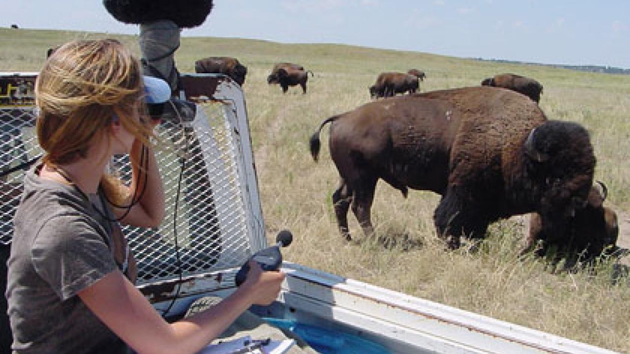 Photo: Woman in truck with recording equipment facing a bison herd