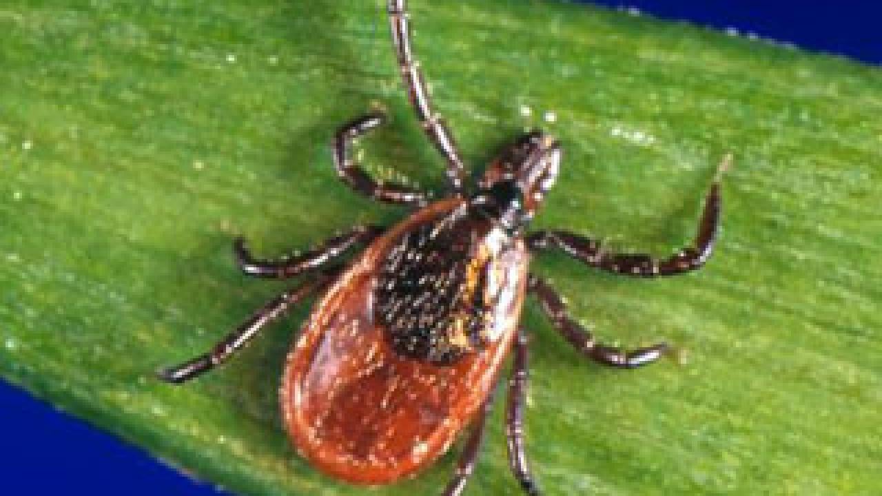 Photo: Black-legged tick
