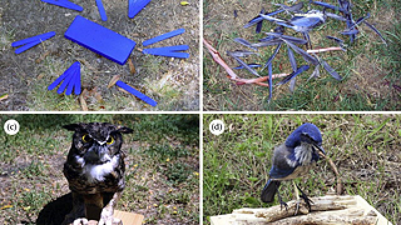 Four photos: one with paper on cournty, one with ribbon on ground, a mounted owl and a mounted scrub jay