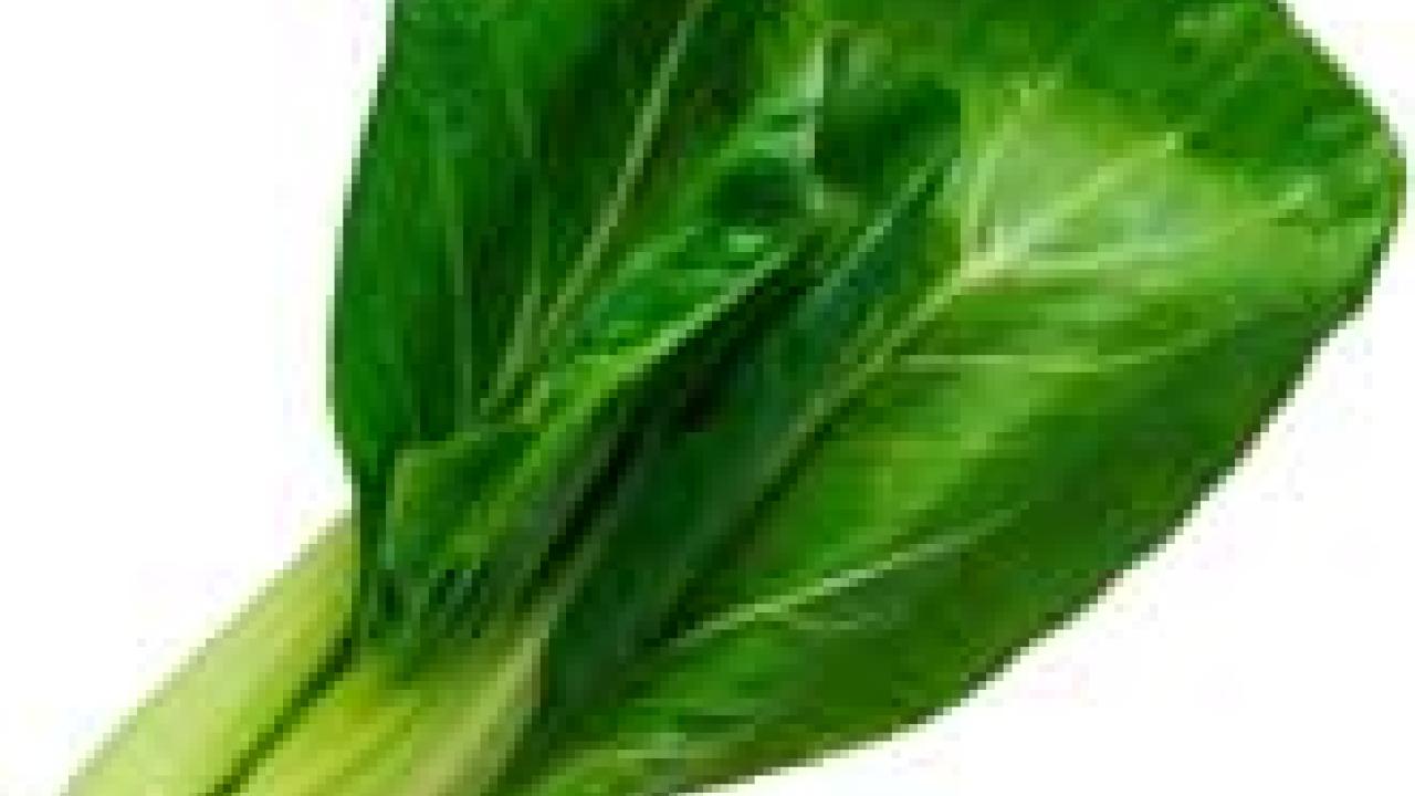 Photo: bok choy