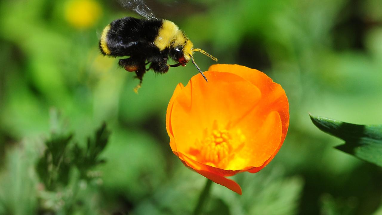 Bee and poppy