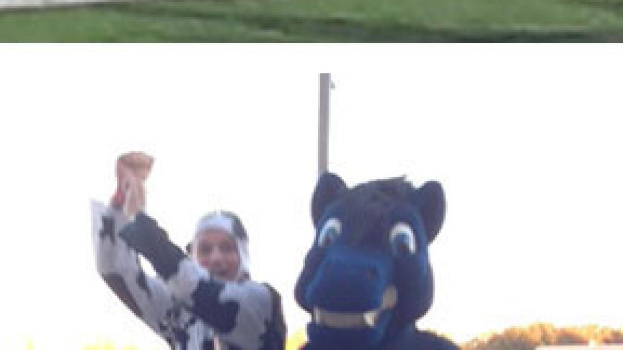 Photos (2): Rich Engel, dressed at Bossy the Cow; and Gunrock on the field and in the stands at the Nov. 2 football game.