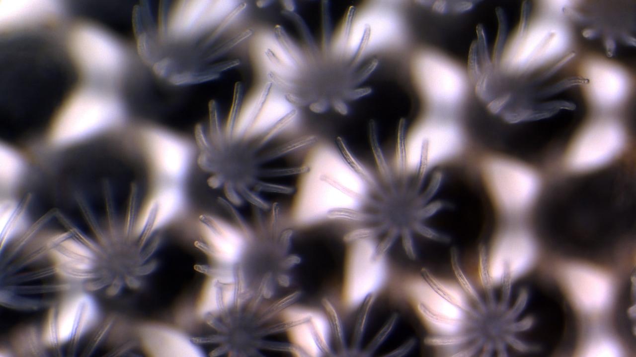 Bryozoan, jellyella tuberculata