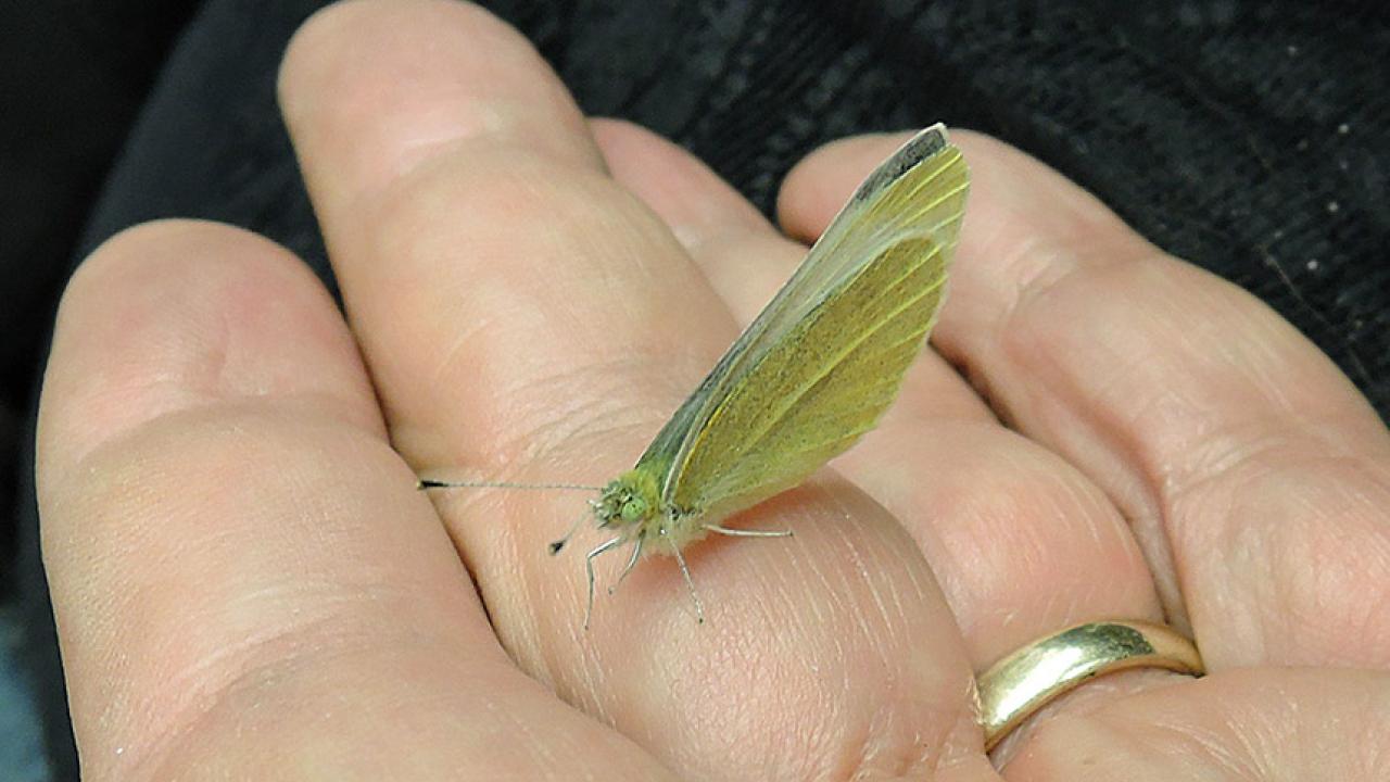 A butterfly in Art Shapiro's hand.