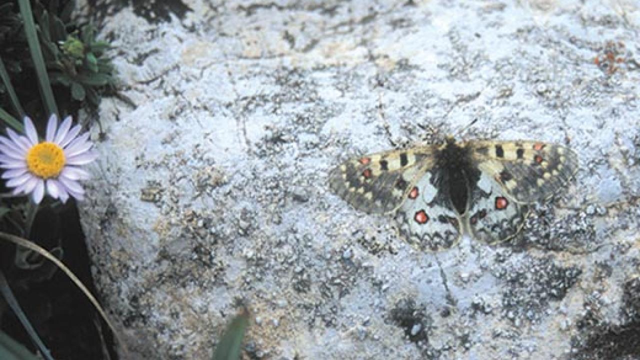 Butterfly on rock