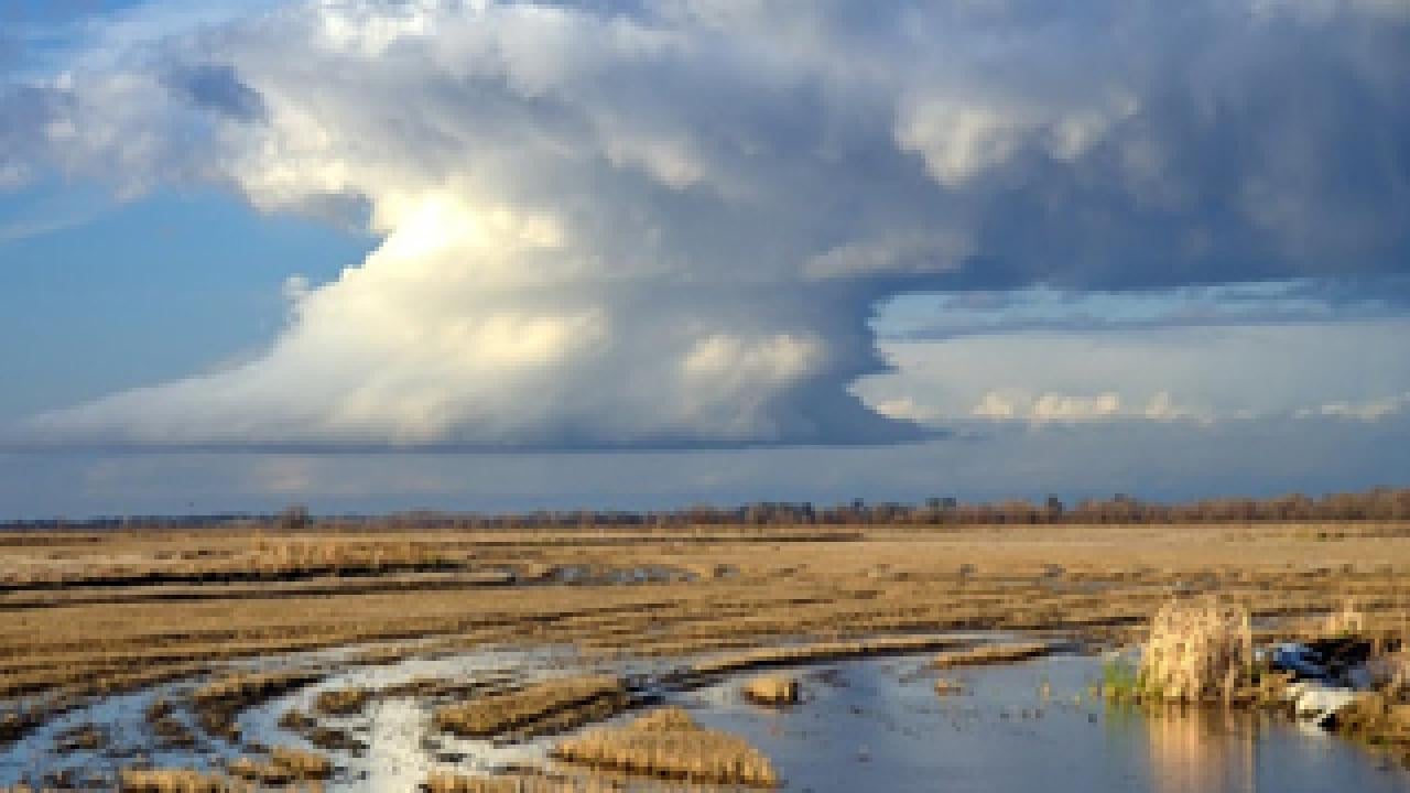 Rice field with storm clouds