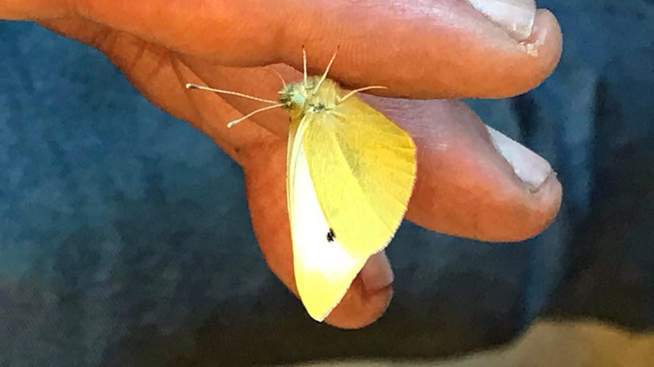 Cabbage white butterfly