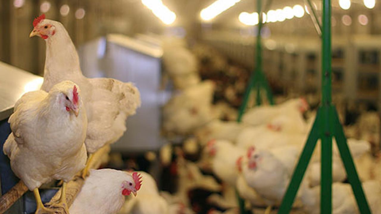 Hens inside a facility