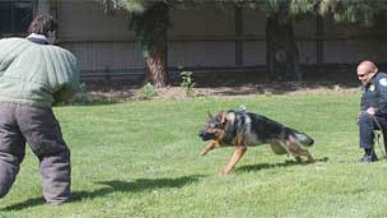 Photo: Dog goes after padded man as officer watches.