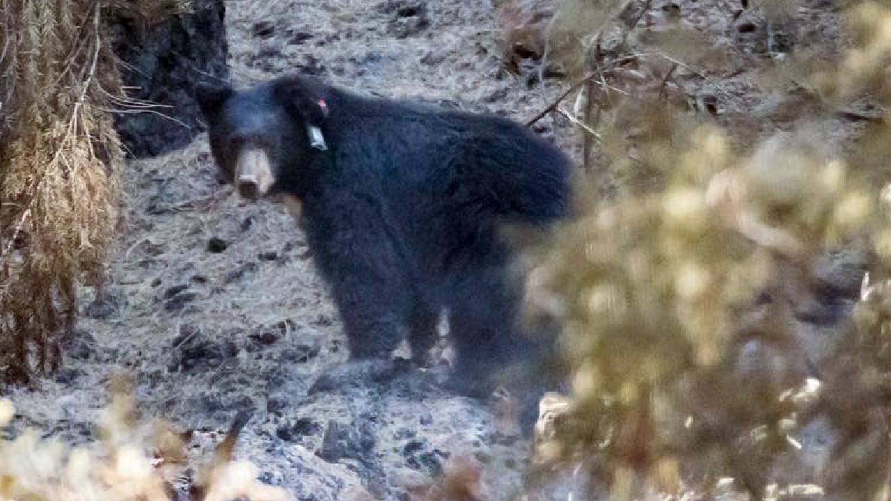 Bear after release into the wild.