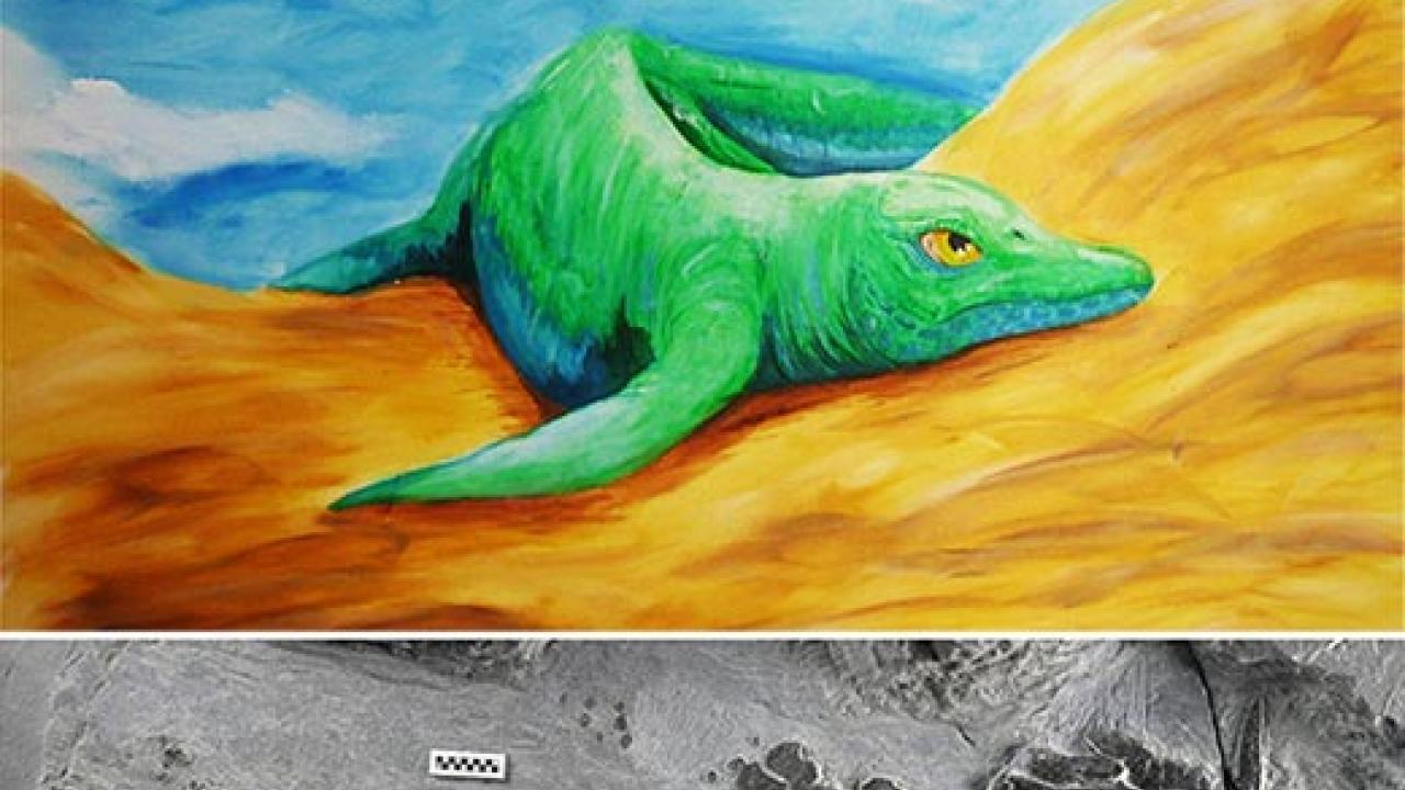 Fossil remains show the first amphibious ichthyosaur found in China by a team led by a UC Davis scientist. (Stefano Broccoli/University of Milan graphic) Its amphibious characteristics include large flippers and flexible wrists, essential for cr