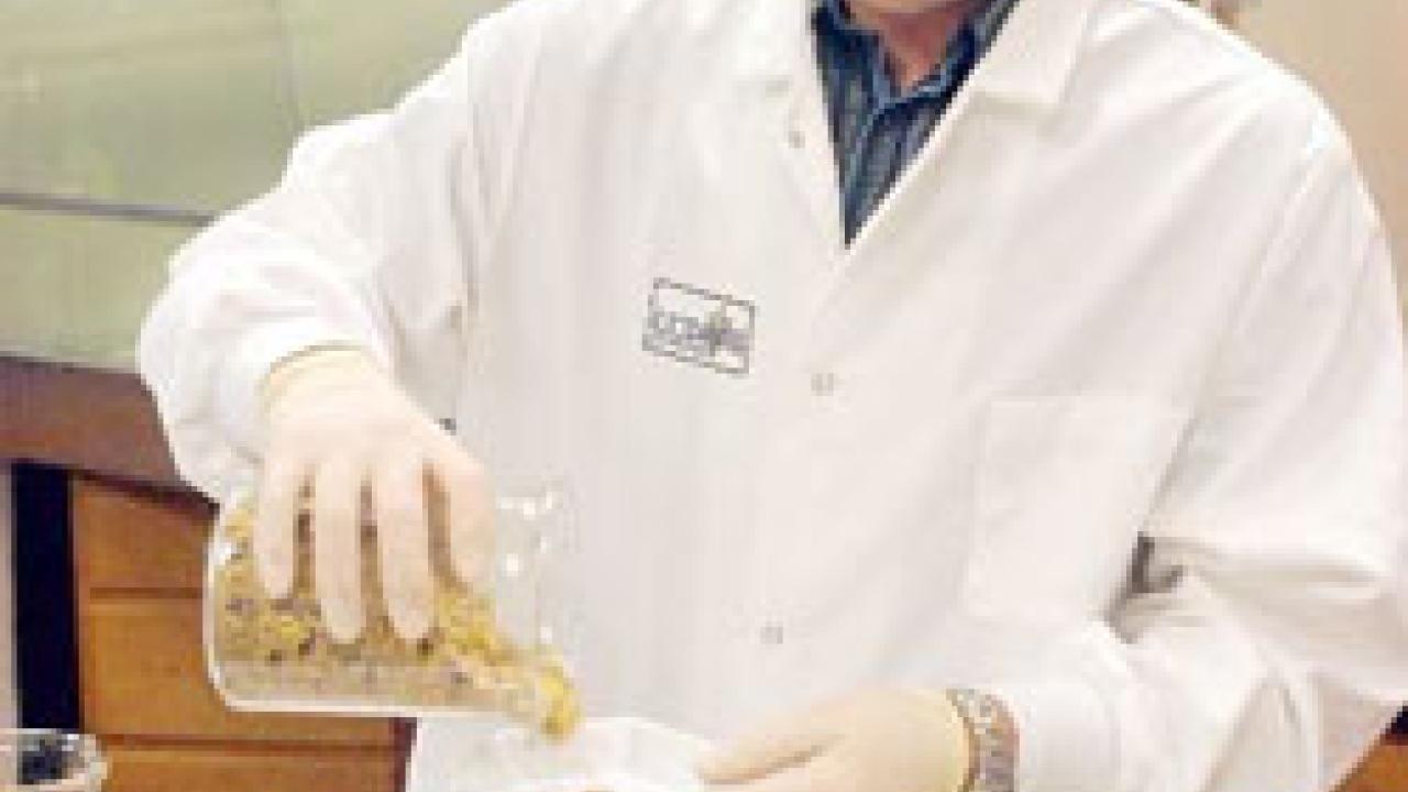 Doctoral student Gabe Rensen spikes cattle feel with a bovine meat and bone meal mixture.