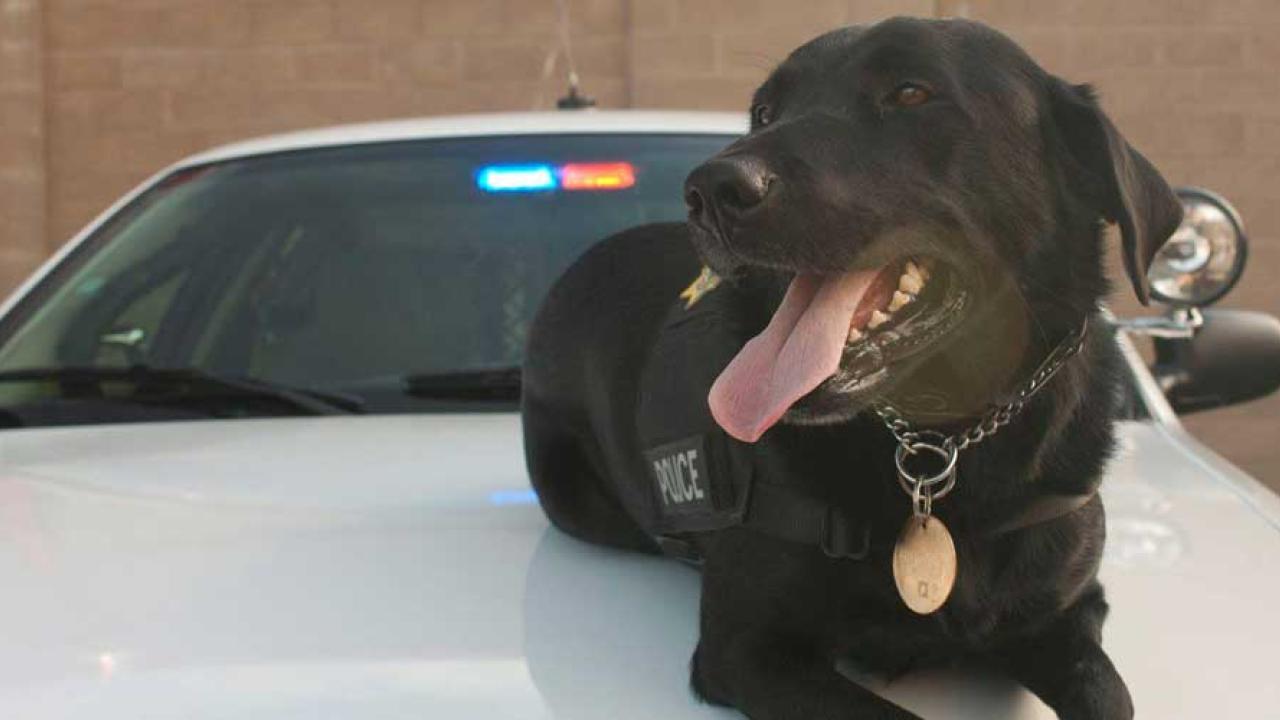 Charlie K-9 on hood of patrol car
