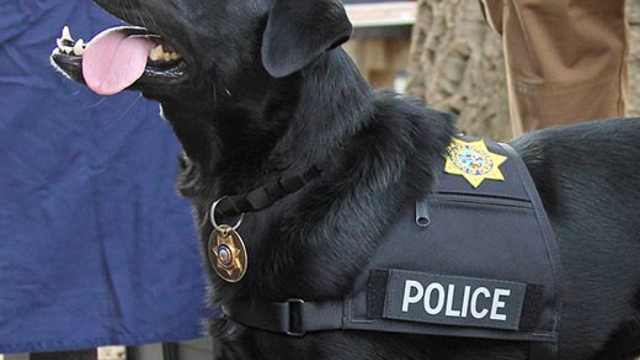 K-9 dog with "police" harness