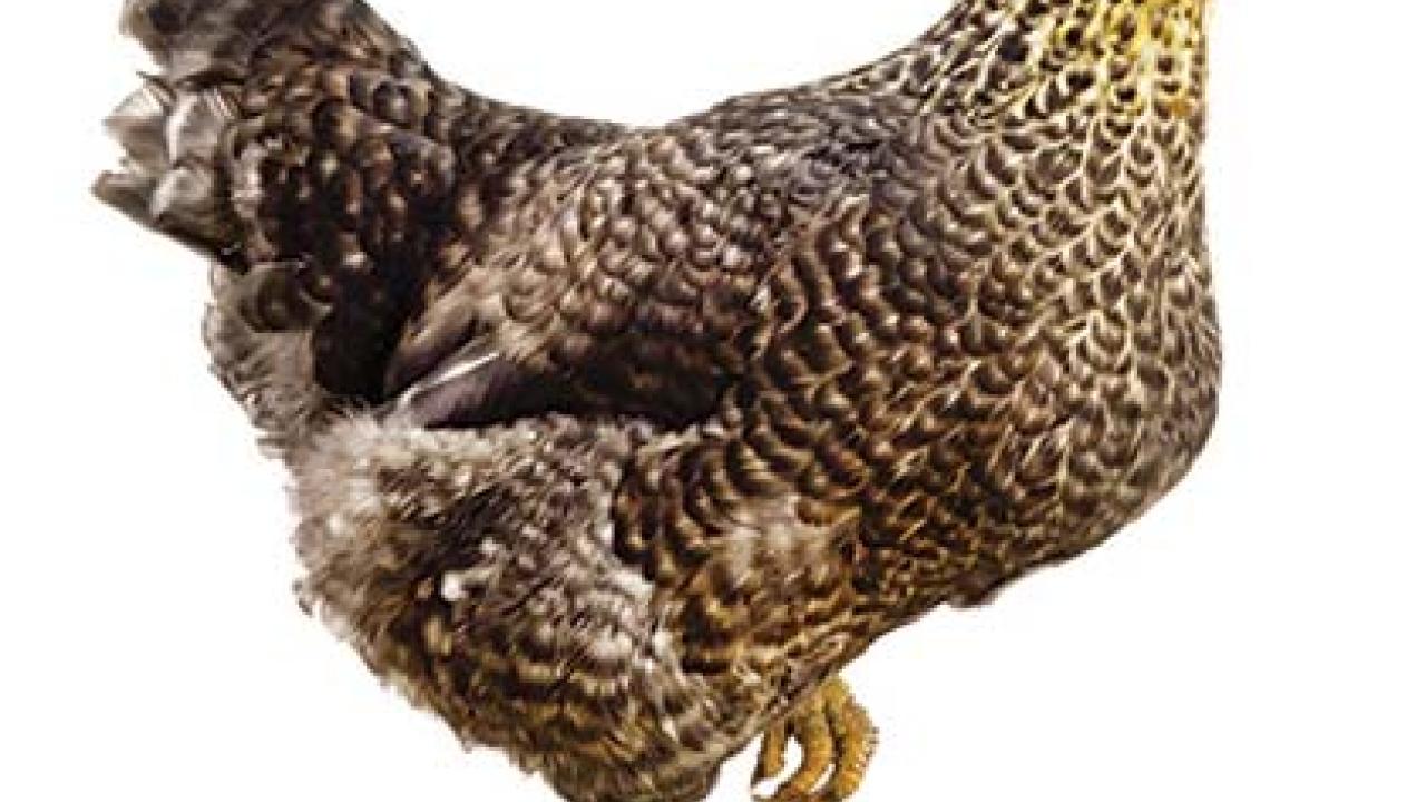 Owners of backyard chickens who observe illness or increased mortality in their birds should call their veterinarian or the California Department of Food Agriculture.