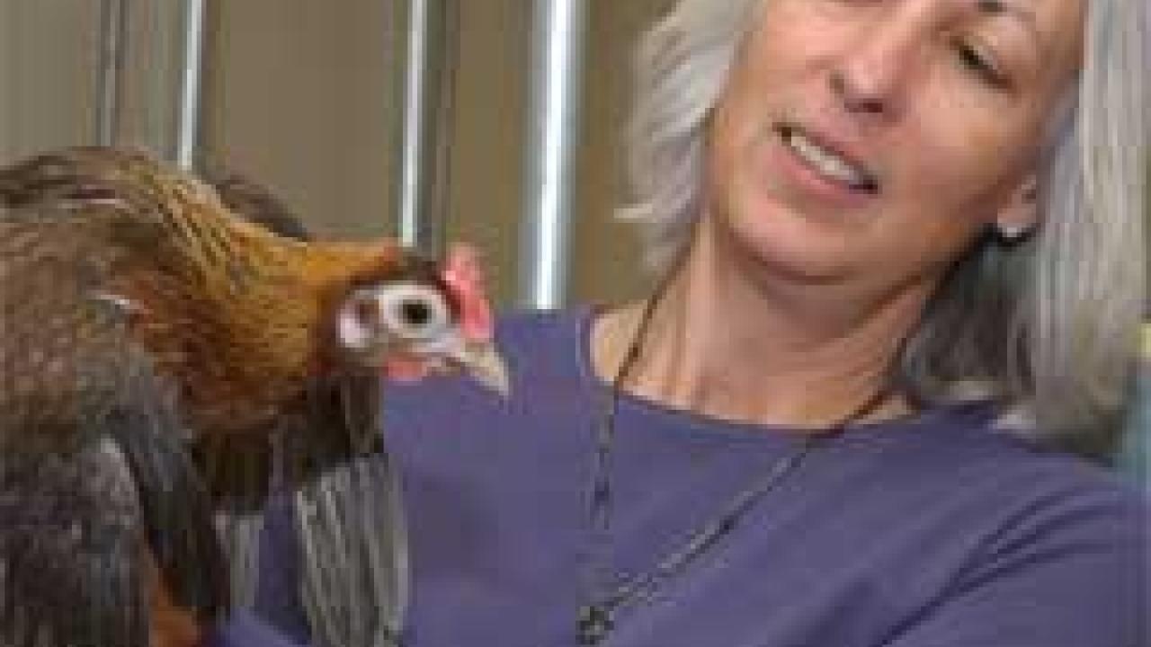 Photo: woman holding chicken