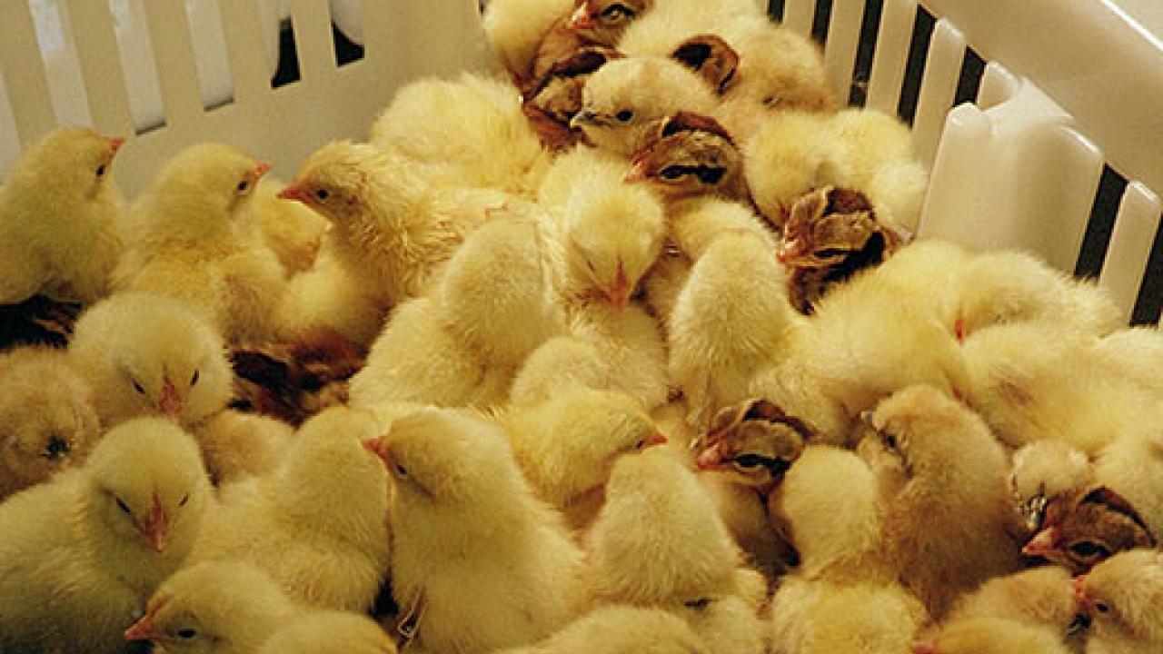 Numerous baby chicks in a plastic basket