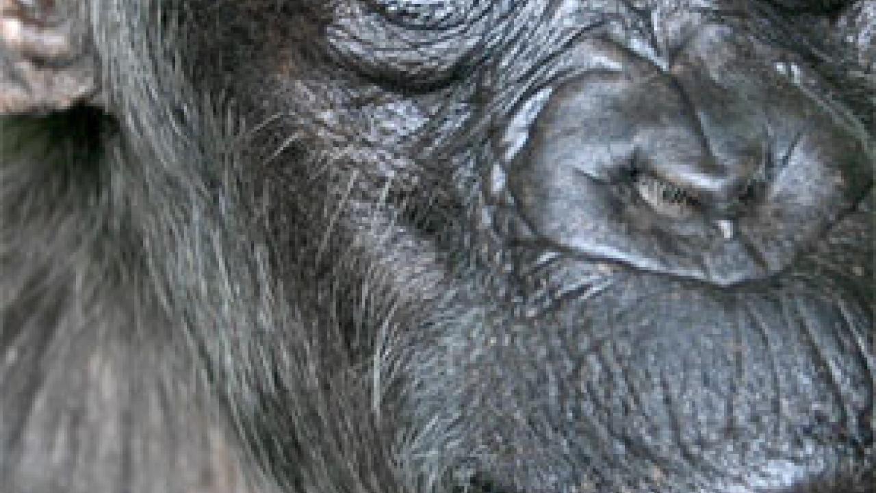 photo: chimp's face