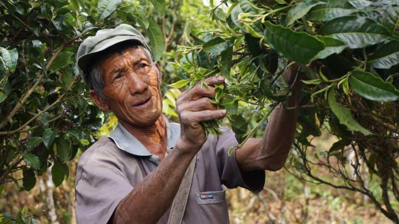 Tea harvested in China.