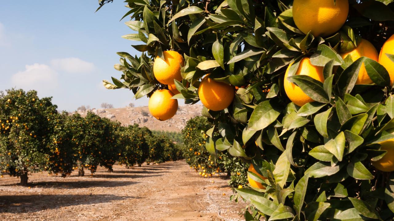 Citrus grove