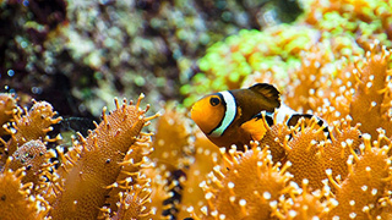 Clown fish in vegetation
