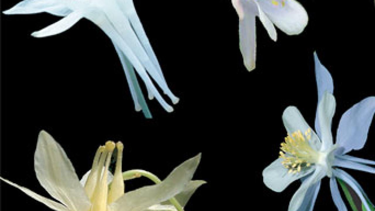 Photo: Four varying columbine blossoms