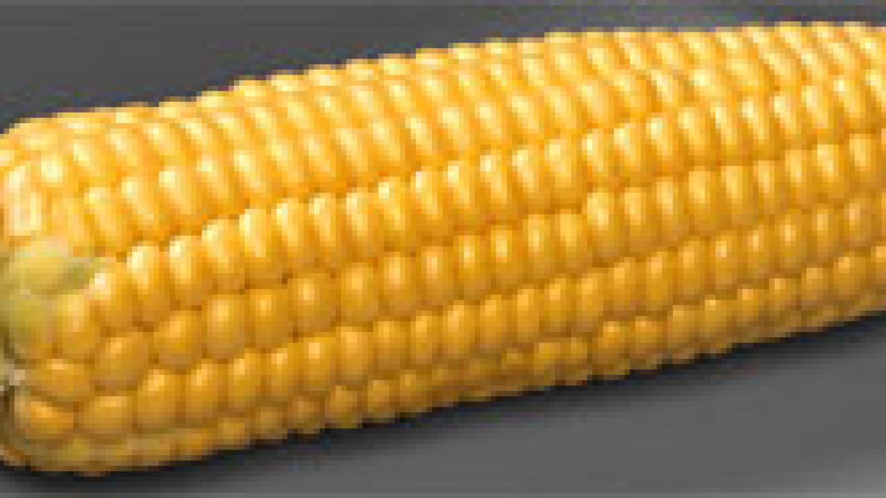 Photo: ear of corn, shucked