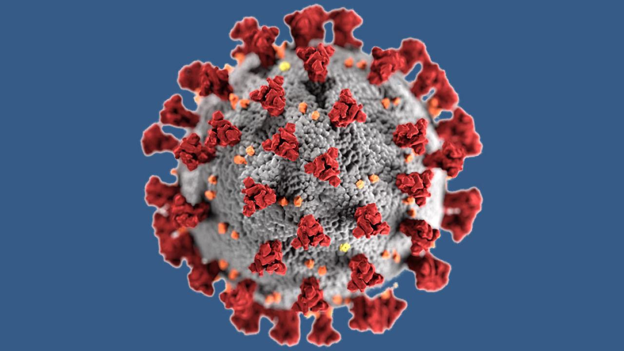 Novel coronavirus molecular structure