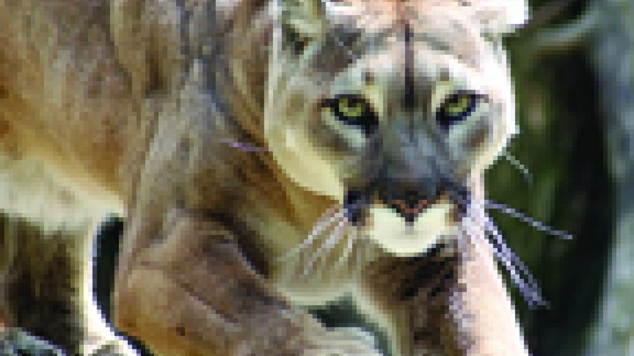 Mountain lion