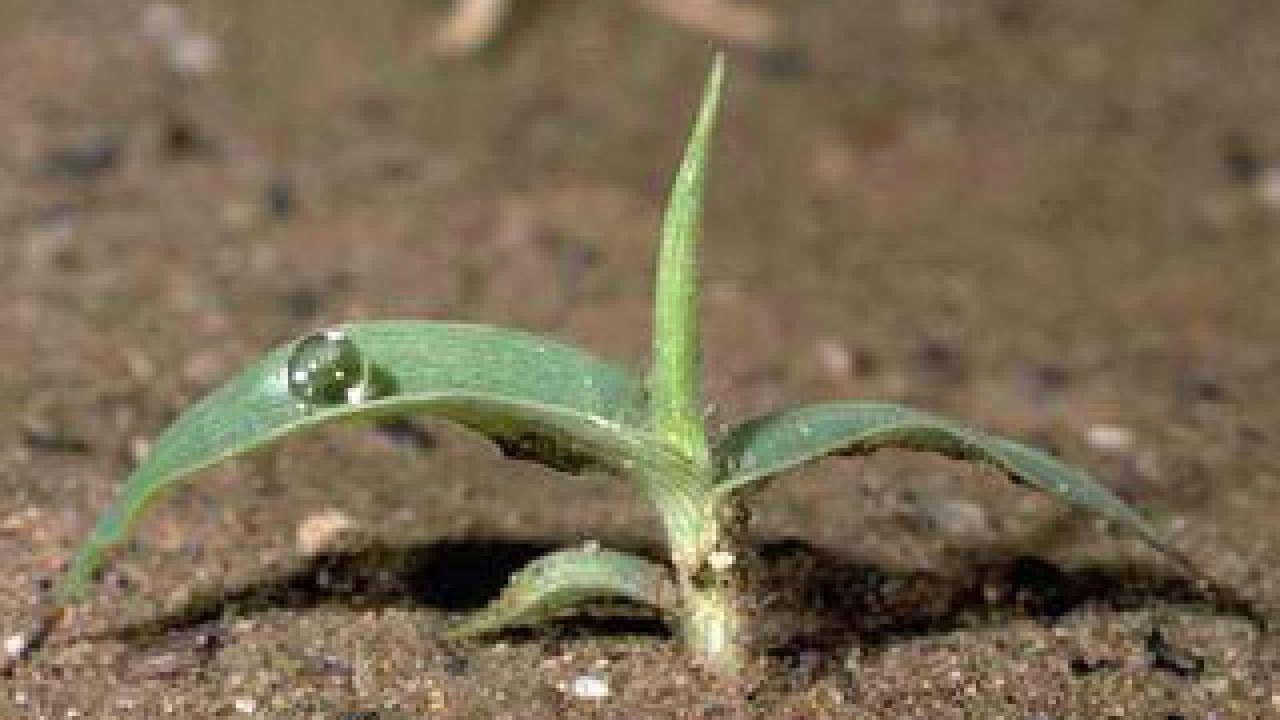 Photo: smooth crabgrass seedling